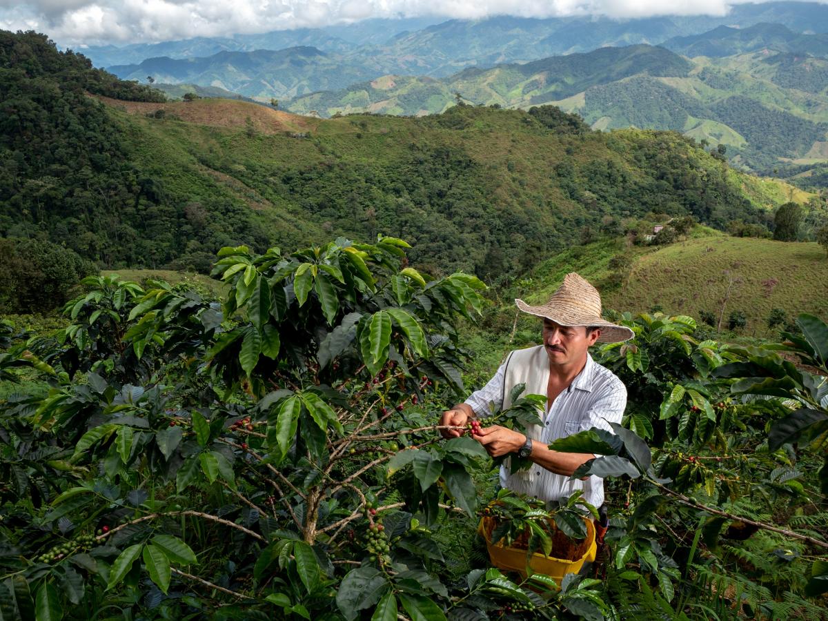 RECOGIENDO CAFÉ INICIACIÓN